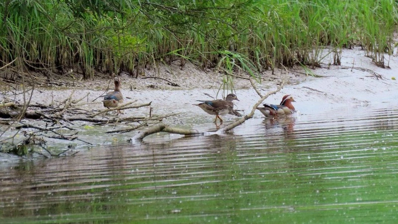 Краснокнижные утки прилетели к реке на юге Сахалина