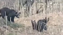 Медведица с тремя медвежатами вышла к остановке в центре Сахалина