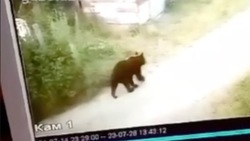 Медведь устроил вечернюю прогулку среди дачных домов в Поронайском районе