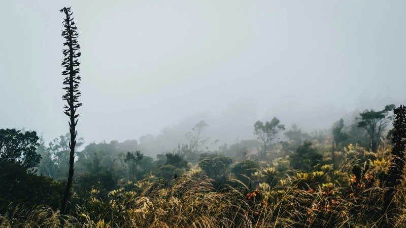 На Сахалине 2 июля будет солнечно, а на Курилах дождь и туман