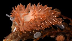 Российские биологи открыли новый вид голожаберного моллюска на Курилах