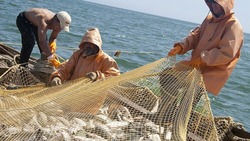 Больше мест для бесплатного лова и четыре завода: итоги года в рыбной отрасли Сахалина и Курил