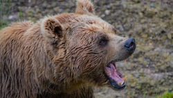 У медведей на Сахалине стартовал агрессивный период гона