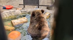 Сахалинцам показали, как охлаждаются мишки из зоопарка в жару 