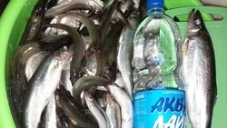 Рыбаки Сахалина похвастались богатым уловом в последние дни февраля