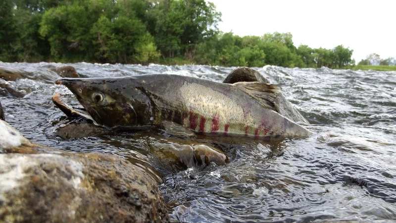 Побережье Сахалина оказалось усыпано горбушей после шторма