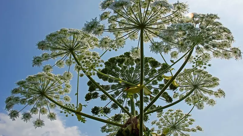 Ученые придумали, как из ядовитого борщевика, захватившего сахалинские города, делать лекарство
