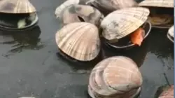 Горы спизулы усыпали берег моря на Курилах. Видео