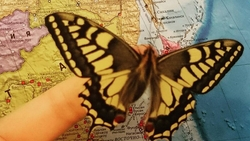 Шестилетний сахалинец вырастил дома махаона