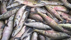 Особые правила промысла кеты напомнили рыбопромышленникам Сахалина