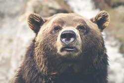 Медведя, который съел консервы вахтовиков на юге Сахалина, караулят охотоведы