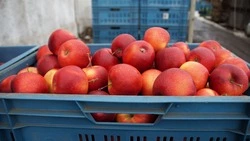 Экспорт российской сельхозпродукции тормозит закон о карантине растений