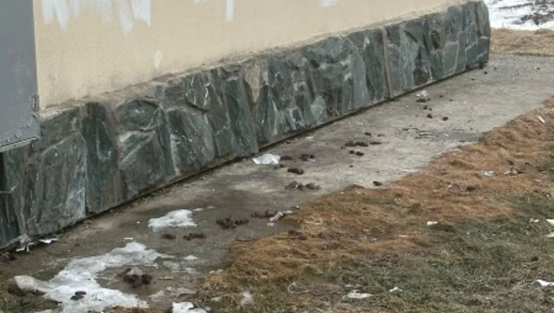 Пока Южно-Сахалинск на субботнике, Дальнее утопает в собачьих «сюрпризах»