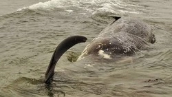 Кита, выброшенного на Охотское побережье, сняли на видео с дрона