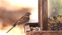Сахалинцам дадут полмиллиона на кормушки для птиц и еще столько же на катер до Владивостока