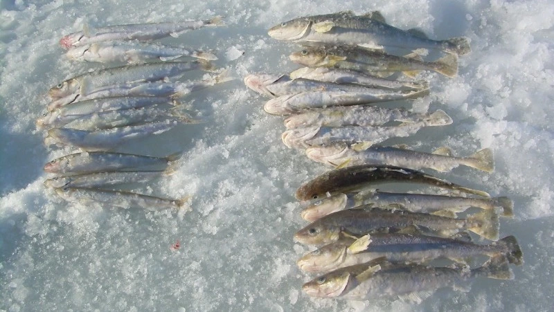 Сахалинских рыбаков призывают не оставлять рыбу гнить на льду