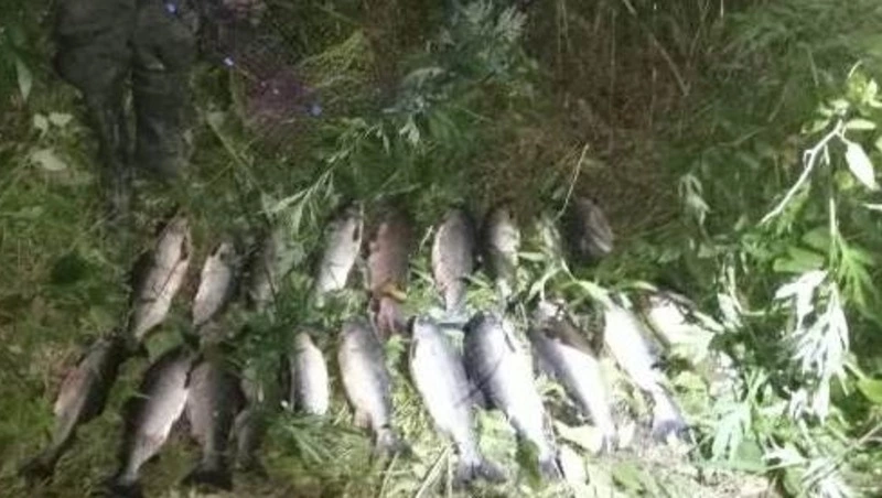 Браконьеры в Макаровском районе вычерпали сачками горбушу на 80 тысяч рублей 