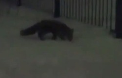 Видеофакт: поздно ночью лиса пробралась на территорию школы в Поронайске