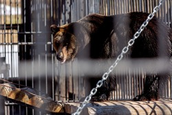 Три медведя проснулись в сахалинском зоопарке