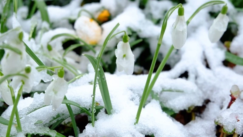 Синоптики озвучили прогноз погоды на первый день весны в Южно-Сахалинске