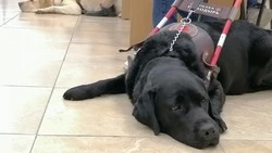 Выплата 80 тысяч рублей пришла владельцам собак-поводырей на Сахалине