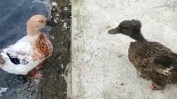 Две утки обсмеяли посетителей зоопарка в Южно-Сахалинске