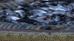Экспорт рыбы и морепродуктов с Сахалина и из Приморья сократился на 16%