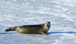 Сахалинцам рассказали, как не навредить тюленю при встрече