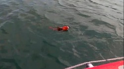  Рыбак на Сахалине поймал зайцеголового окуня: ВИДЕО