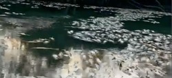 Рыбаки бьют тревогу из-за массовой гибели горбуши на Сахалине
