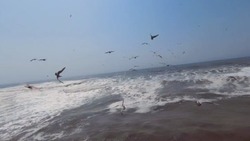 Видеофакт: взволнованное море и крики чаек у спокойного берега снял сахалинец