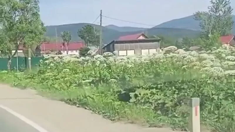 Южно-Сахалинск зарастает ядовитым борщевиком. Опасный сорняк захватывает окраины