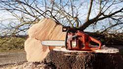 Последствия циклона: сахалинцы просят помочь в спиле аварийных деревьев