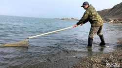 Рыбакам велели прекратить ловить корюшку на Сахалине. Но не везде