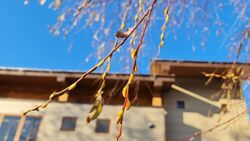 Весна заблудилась: у деревьев возле ресторана в Южно-Сахалинске набухли почки
