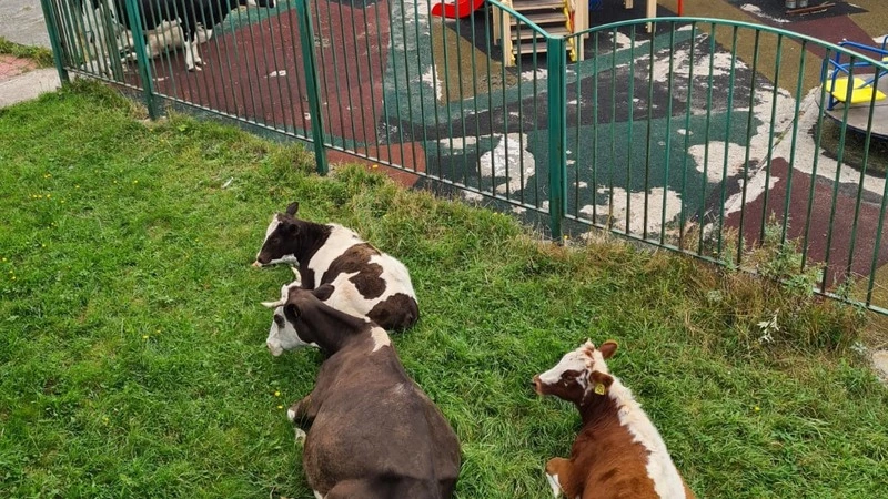 Нашествие коров продолжается. Теперь они атакуют Южно-Курильск