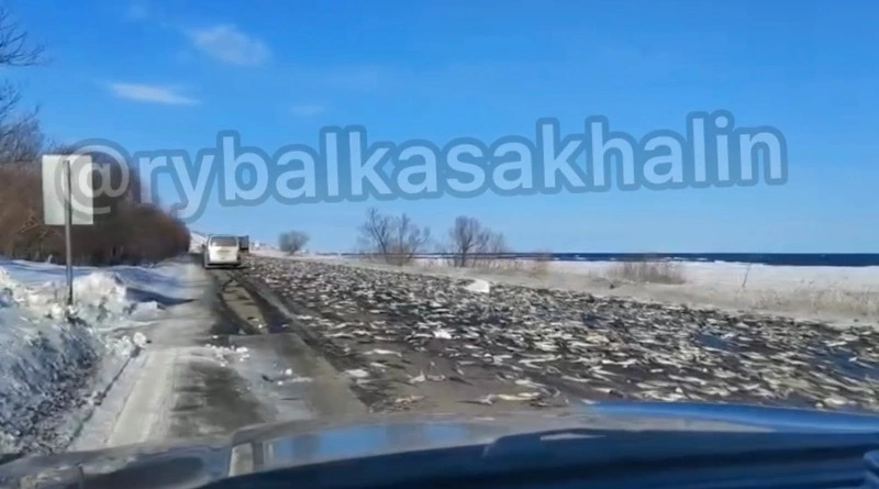 Бери не хочу: дорогу в Макаровском районе засыпало свежей рыбой