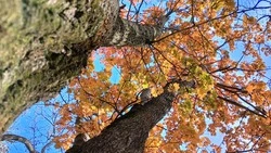 Теплый день без осадков спрогнозировали синоптики для Сахалина и Курил