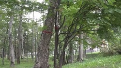 Бдительность горожан спасла деревья в парке Южно-Сахалинска