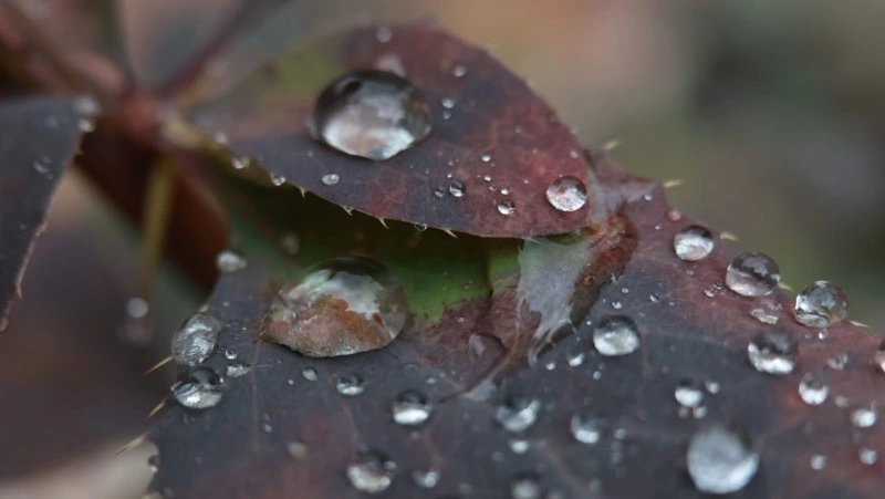 Облачно и тепло будет в Южно-Сахалинске 18 апреля 