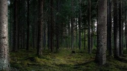 Следователи просят жителей Сахалина опознать по телу и черепу найденных в лесу мужчин