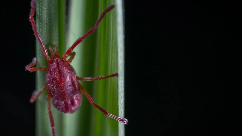 Клещи за неделю покусали 42 ребенка на Сахалине. Медики нашли инфекцию