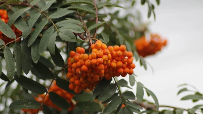 Слабый ветер и до +23 градусов: прогноз погоды в Южно-Сахалинске 12 сентября