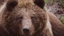 Наглый медведь продолжает объедать жителей села на юге Сахалина. «Съел всю морковку»