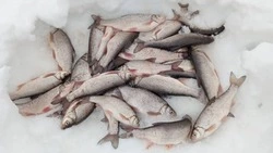 «Как в старые времена»: в Поронайском районе рыбаки похвастались уловом плотвы