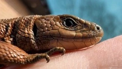 На Сахалине ящерицы выходят из спячки