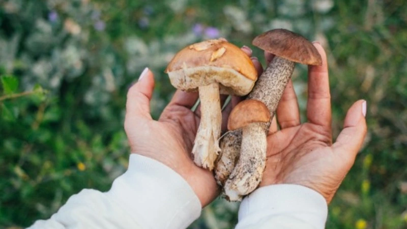 Тихая охота: за грибами по Сахалину 