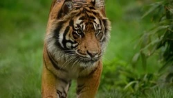 Эксперты подсчитали, как часто работодатели искали тигров