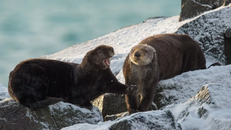 На Южные Курилы отправилась первая в 2026 году экспедиция по изучению краснокнижного калана
