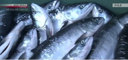 Япония выплатит России 1,5 млн долларов за разрешение на вылов лососевых